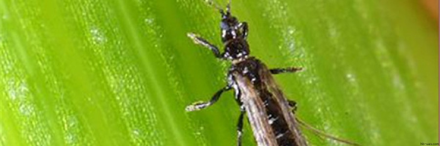 玉米苗期主要病蟲害防治技術(shù)